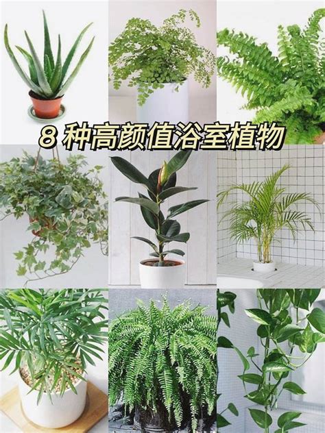 廁所耐陰植物|「浴室植物」推薦這6種！黃金葛可以吸收甲醛、化煞開運，吊。